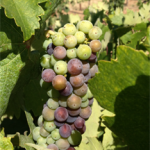 Varaison-grape