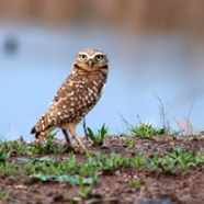 The Owl and the Vineyard